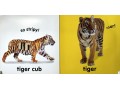 DK Baby Touch and Feel. Roar! Roar!