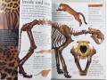 Eyewonder Big Cats