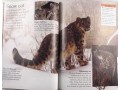 Eyewonder Big Cats
