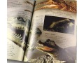 Eyewonder Reptiles