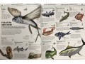 Knowledge Encyclopedia: Ocean!