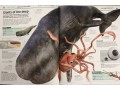Knowledge Encyclopedia: Ocean!