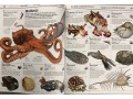 Knowledge Encyclopedia: Ocean!