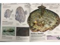 Knowledge Encyclopedia: Ocean!