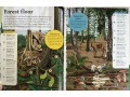 DK findout! Forest
